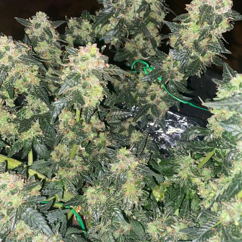 Blackberry Gum Autoflower growlog photo: I wanted to wait one more week before I harvest.  The fact sheet suggests it's time plus almost all the pistols have changed from white.