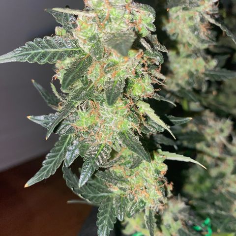 Blackberry Gum Autoflower growlog photo: I wanted to wait one more week before I harvest.  The fact sheet suggests it's time plus almost all the pistols have changed from white.
