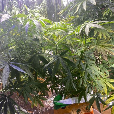 Unknown A growlog timeline photo