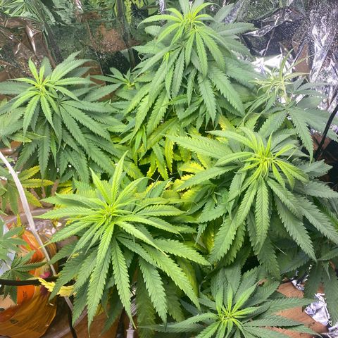 Grandmommy Purple growlog timeline photo