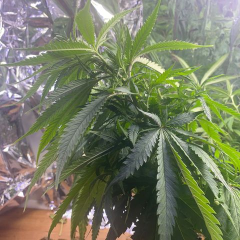 Grandmommy Purple growlog photo: She’ll spring back to like after I water her