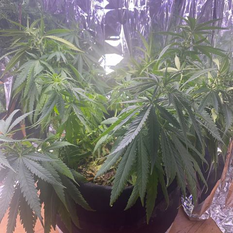 Grandmommy Purple growlog photo: She’ll spring back to like after I water her