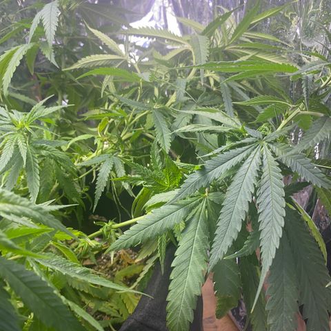 Grandmommy Purple growlog photo: She’ll spring back to like after I water her