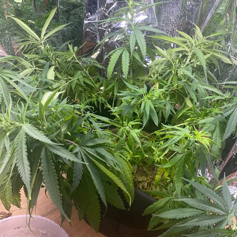 Grandmommy Purple growlog photo: She’ll spring back to like after I water her