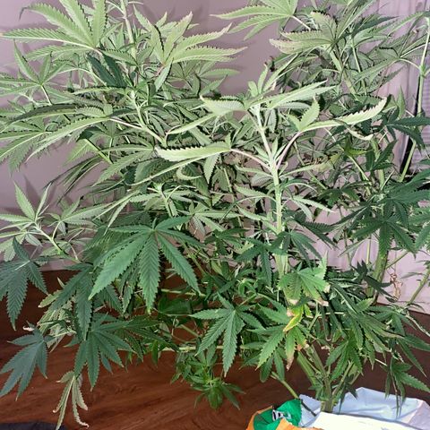 Unknown A growlog timeline photo