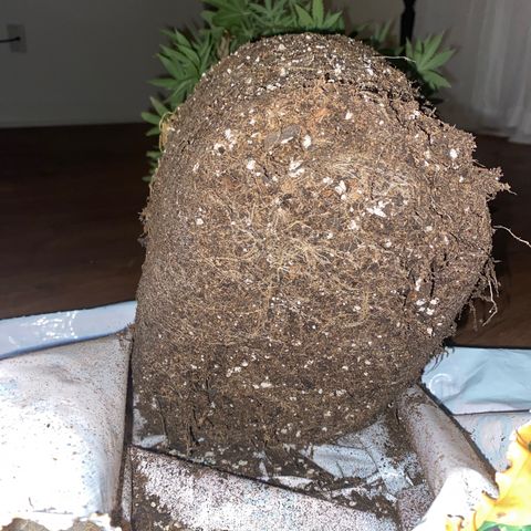 Unknown A growlog timeline photo