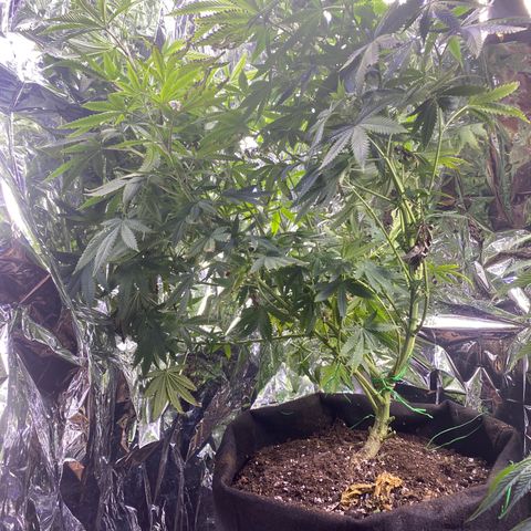 Unknown A growlog timeline photo