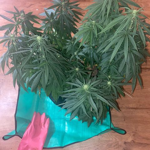 Grandmommy Purple growlog photo: I know it may seem a little weird reporting so late in the game but I think it will benefit the plant so that's the plan. It’ll be less droopy after watering 😎 