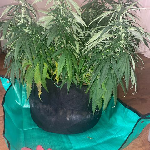 Grandmommy Purple growlog photo: I know it may seem a little weird reporting so late in the game but I think it will benefit the plant so that's the plan. It’ll be less droopy after watering 😎 