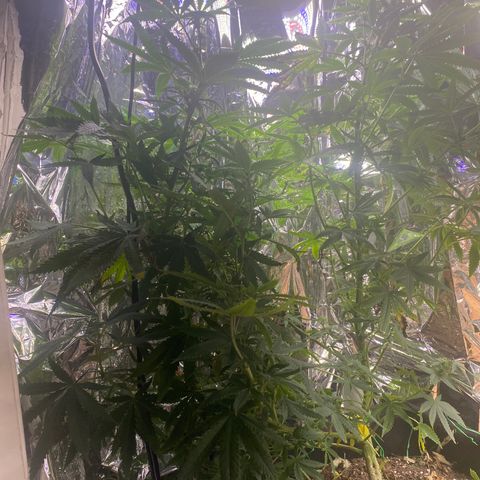 Unknown A growlog photo: I regret not training this plant because the leaves get burnt sense I can't move the light up any further and it still needs more space to grow. Newbie mistaking curious what would happen. I tried to train it too late and broke it. It's finally healing.