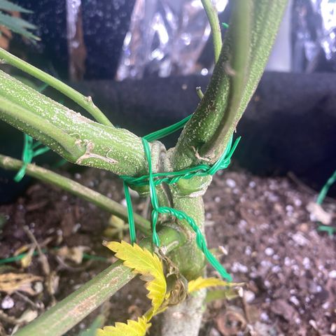 Unknown A growlog timeline photo