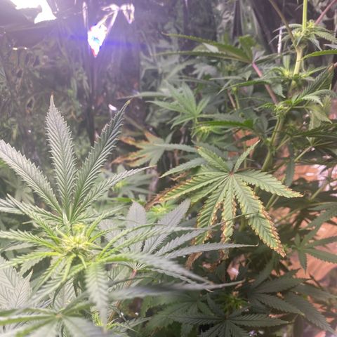 Unknown A growlog photo: I regret not training this plant because the leaves get burnt sense I can't move the light up any further and it still needs more space to grow. Newbie mistaking curious what would happen. I tried to train it too late and broke it. It's finally healing.