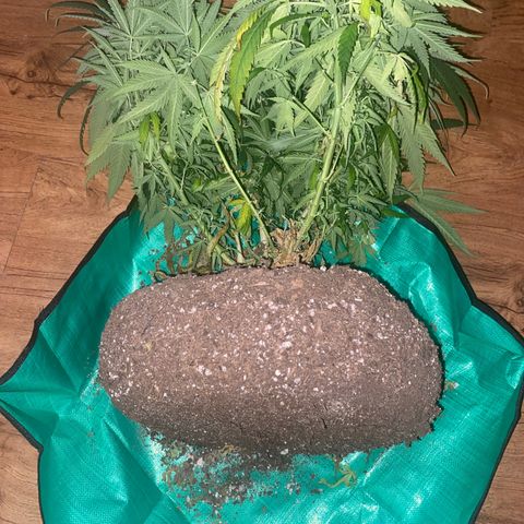 Grandmommy Purple growlog timeline photo