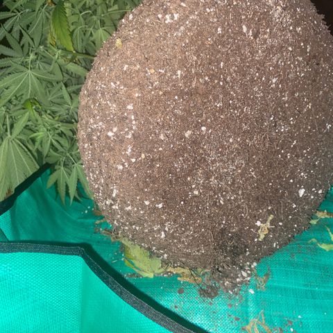 Grandmommy Purple growlog timeline photo