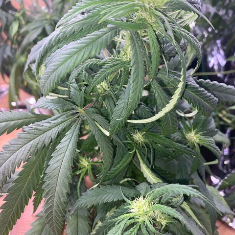 Grandmommy Purple growlog photo: zwwcwdwewno