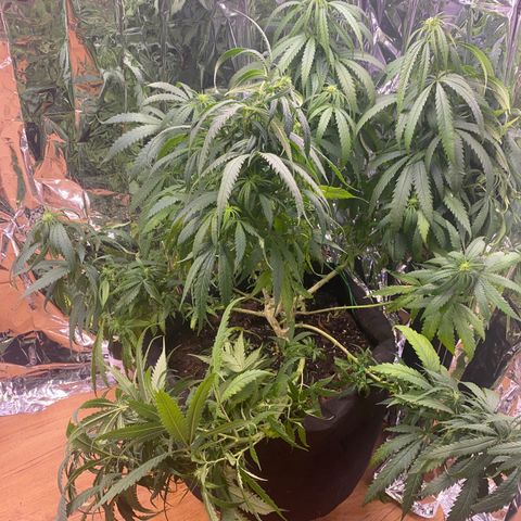 Grandmommy Purple growlog photo: zwwcwdwewno