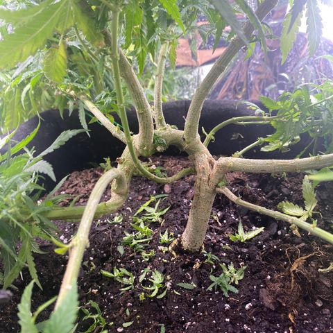 Grandmommy Purple growlog photo: zwwcwdwewno