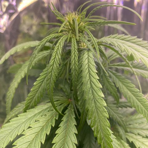 Grandmommy Purple growlog photo: zwwcwdwewno
