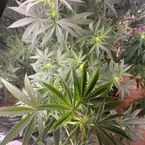 Unknown A growlog timeline photo