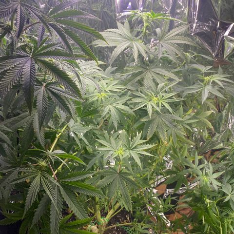 Unknown A growlog timeline photo