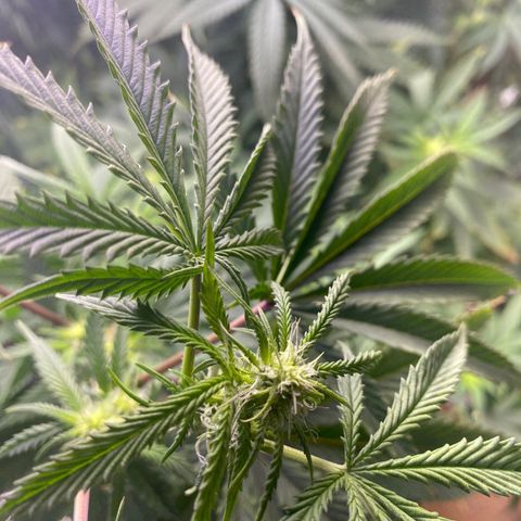 Unknown A growlog timeline photo