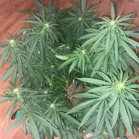Grandmommy Purple growlog timeline photo