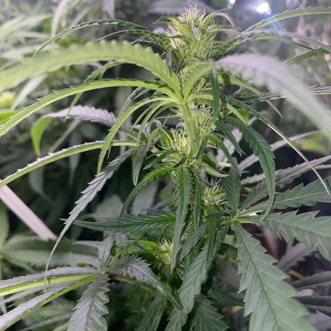 Grandmommy Purple growlog timeline photo