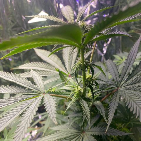 Unknown A growlog timeline photo