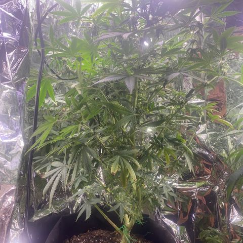 Unknown A growlog timeline photo