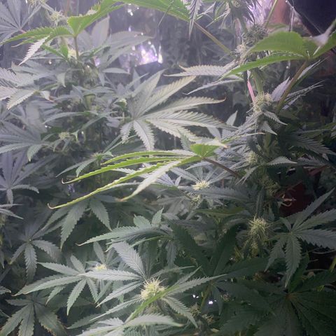 Unknown A growlog timeline photo