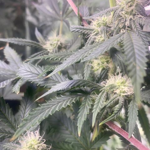 Unknown A growlog timeline photo