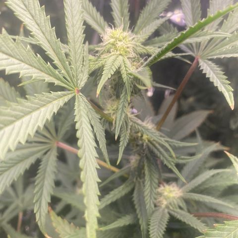 Unknown A growlog timeline photo