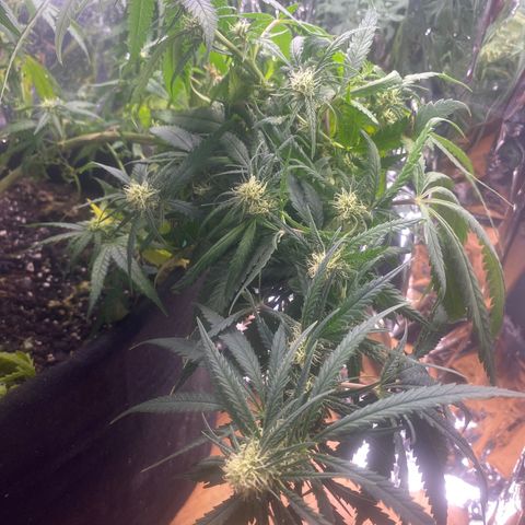 Grandmommy Purple growlog timeline photo