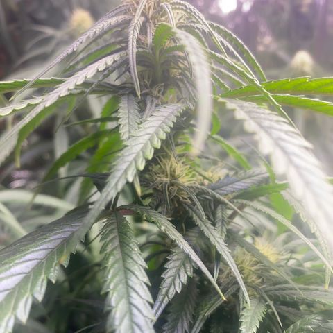 Grandmommy Purple growlog timeline photo