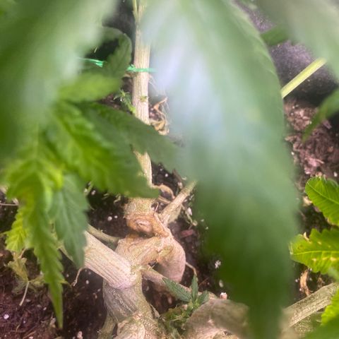 Grandmommy Purple growlog timeline photo
