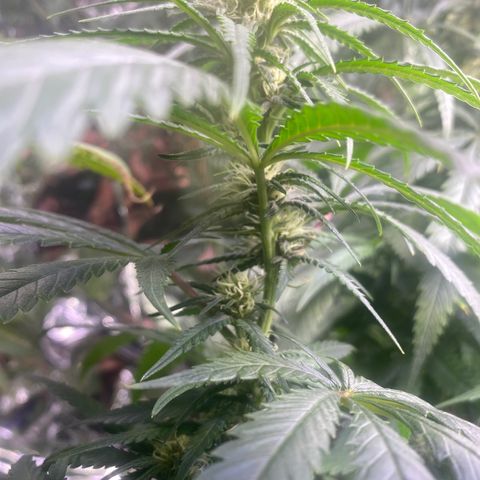 Grandmommy Purple growlog timeline photo