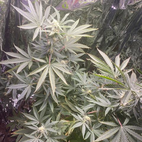 Unknown A growlog timeline photo