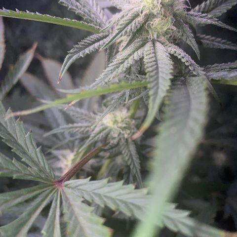 Unknown A growlog timeline photo