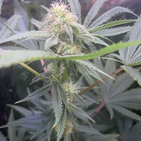 Unknown A growlog timeline photo