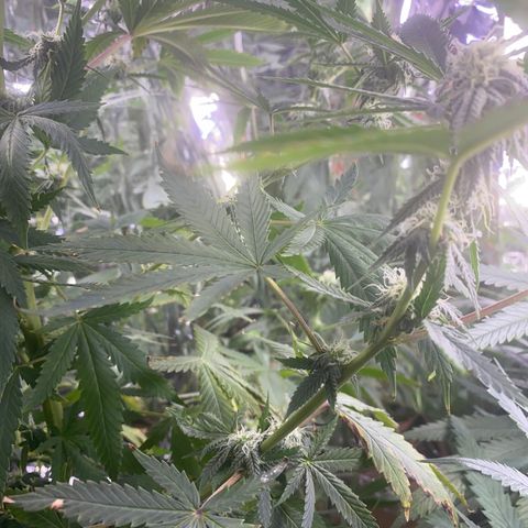 Unknown A growlog timeline photo
