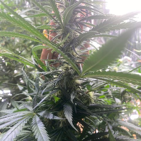 Grandmommy Purple growlog timeline photo