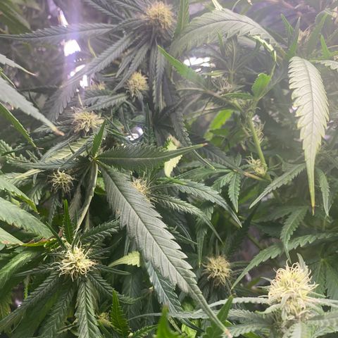 Grandmommy Purple growlog timeline photo