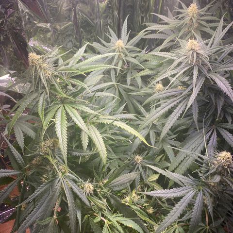 Grandmommy Purple growlog timeline photo