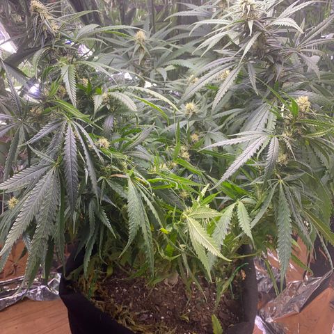 Grandmommy Purple growlog timeline photo