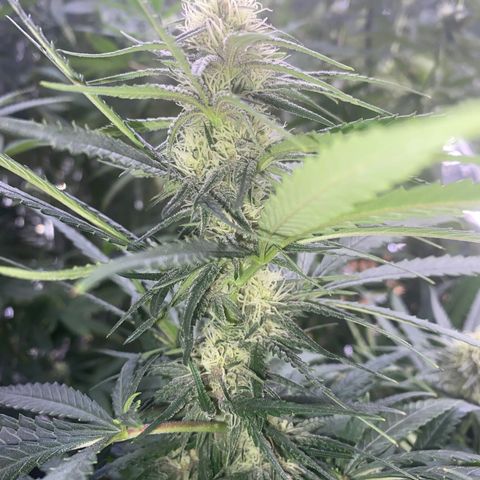Grandmommy Purple growlog timeline photo