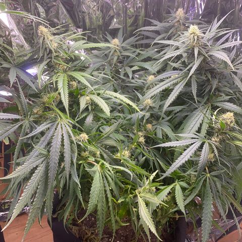 Grandmommy Purple growlog timeline photo