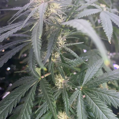 Grandmommy Purple growlog timeline photo