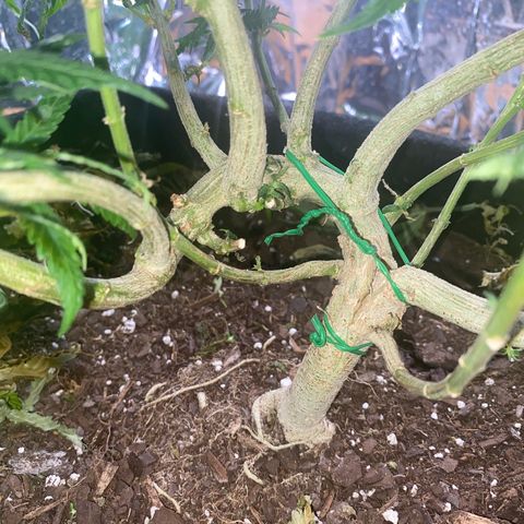 Grandmommy Purple growlog timeline photo