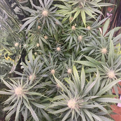 Grandmommy Purple growlog timeline photo