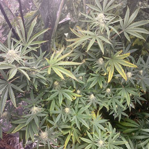 Unknown A growlog timeline photo